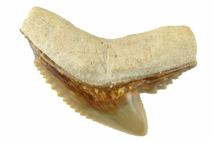 Colorful, Fossil Tiger Shark Tooth - Bone Valley, Florida #260260